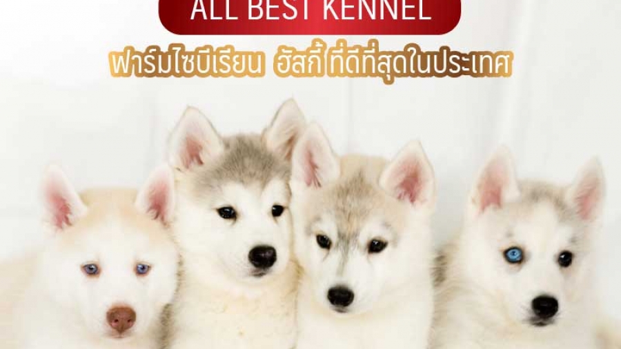 all best kennel ฟาร์มไซบีเรียน ฮัสกี้ ที่ดีที่สุดในประเทศไทย