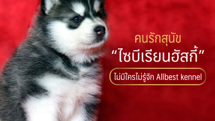 คนรักสุนัขไซบีเรียน ไม่มีใครไม่รู้จัก all best kennel