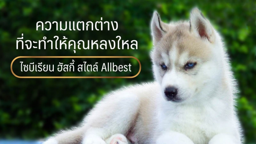 ความแตกต่างที่จะทำให้คุณหลงใหล ไซบีเรียน ฮัสกี้ สไตล์ all best