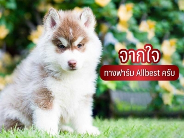 จากใจทางฟาร์ม ALL BEST KENNEL
