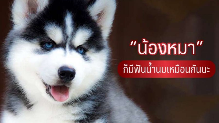 น้องหมา ก็มีฟันน้ำนมเหมือนกันนะ - ไซบีเรียน