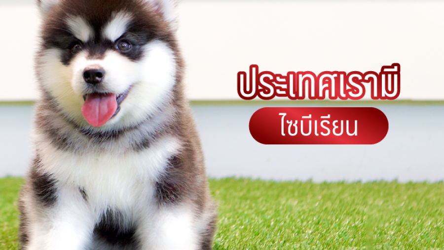 ประเทศเรามีไซบีเรียน - all best kennel