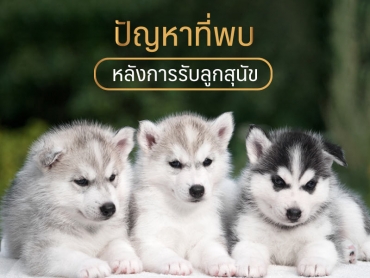 ปัญหาที่พบ หลังการรับลูกสุนัข - ไซบีเรียน