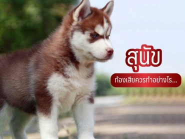 สุนัขท้องเสีย คสรทำอย่างไร - ไซบีเรียน