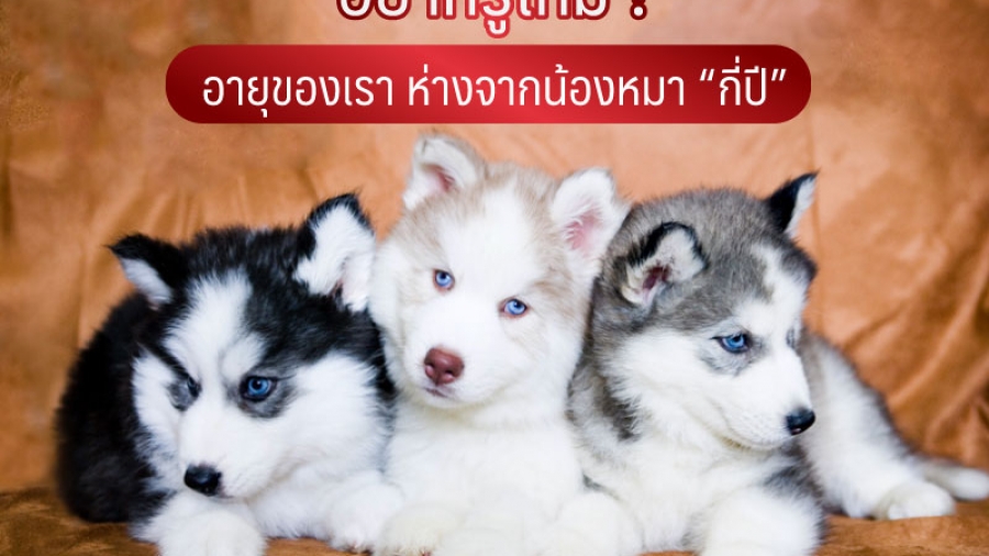 อยากรู้ไหม อายุของเรา ห่างจากน้องหมา กี่ปี - ไซบีเรียน