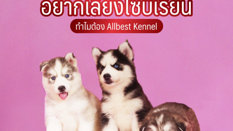อยากเลี้ยงไซบีเรียน ทำไมต้อง all best kennel