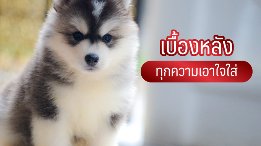 เบื้องหลังทุกความเอาใจใส่ - ไซบีเรียน ฮัสกี้