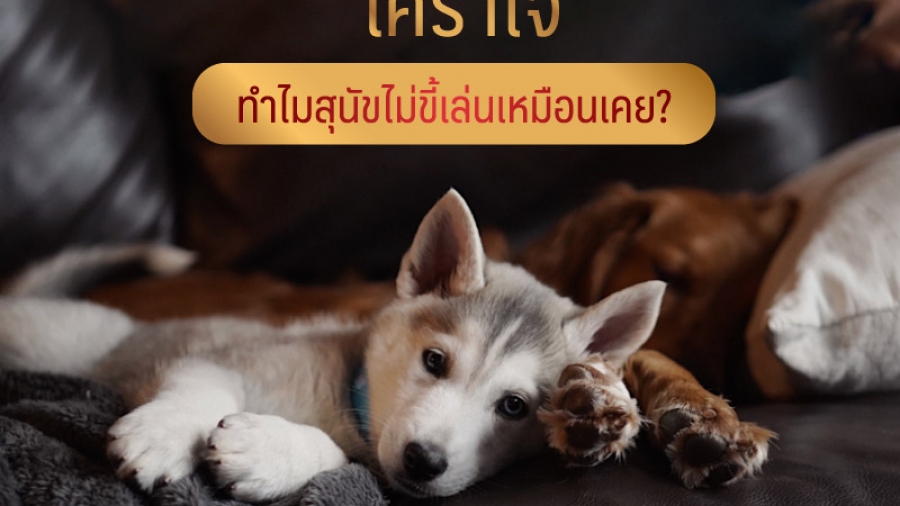 เศร้าใจ ทำไมสุนัขไม่ขี้เล่นเหมือนเคย