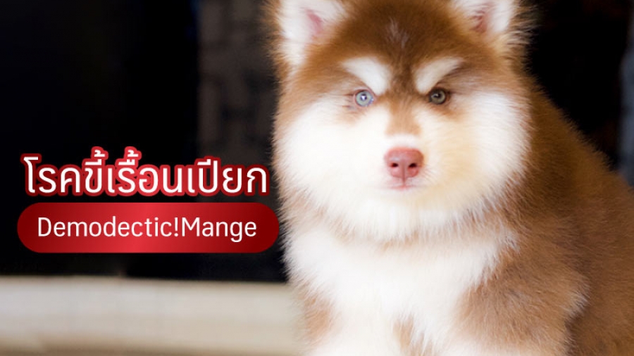 โรคขี้เรื้อนเปียก - ไซบีเรียน