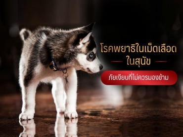 โรคพยาธิในเม็ดเลือด ในสุนัข ภัยเงียบที่ไม่ควรมองข้าม - ไซบีเรียน