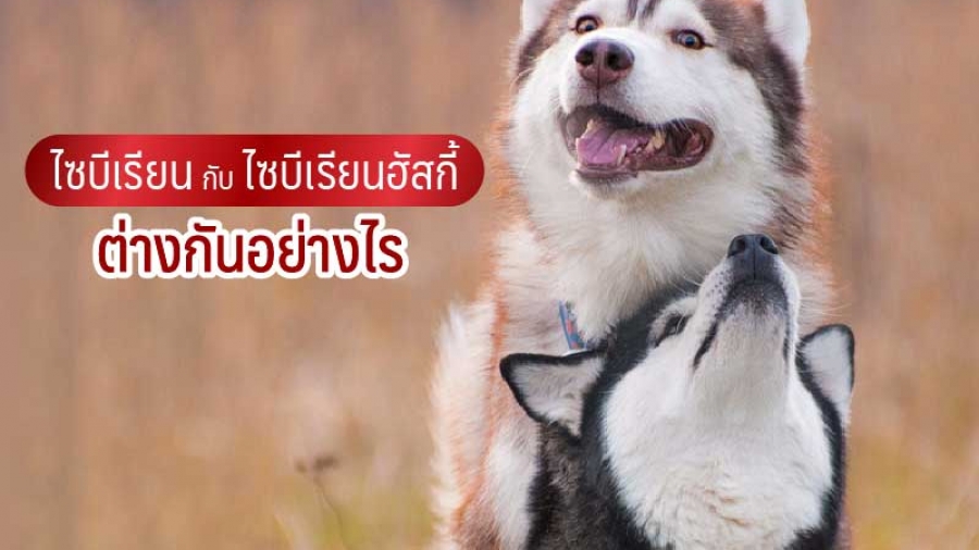 ไซบีเรียนกับไซบีเรียนฮัสกี้ ต่างกันอย่างไร