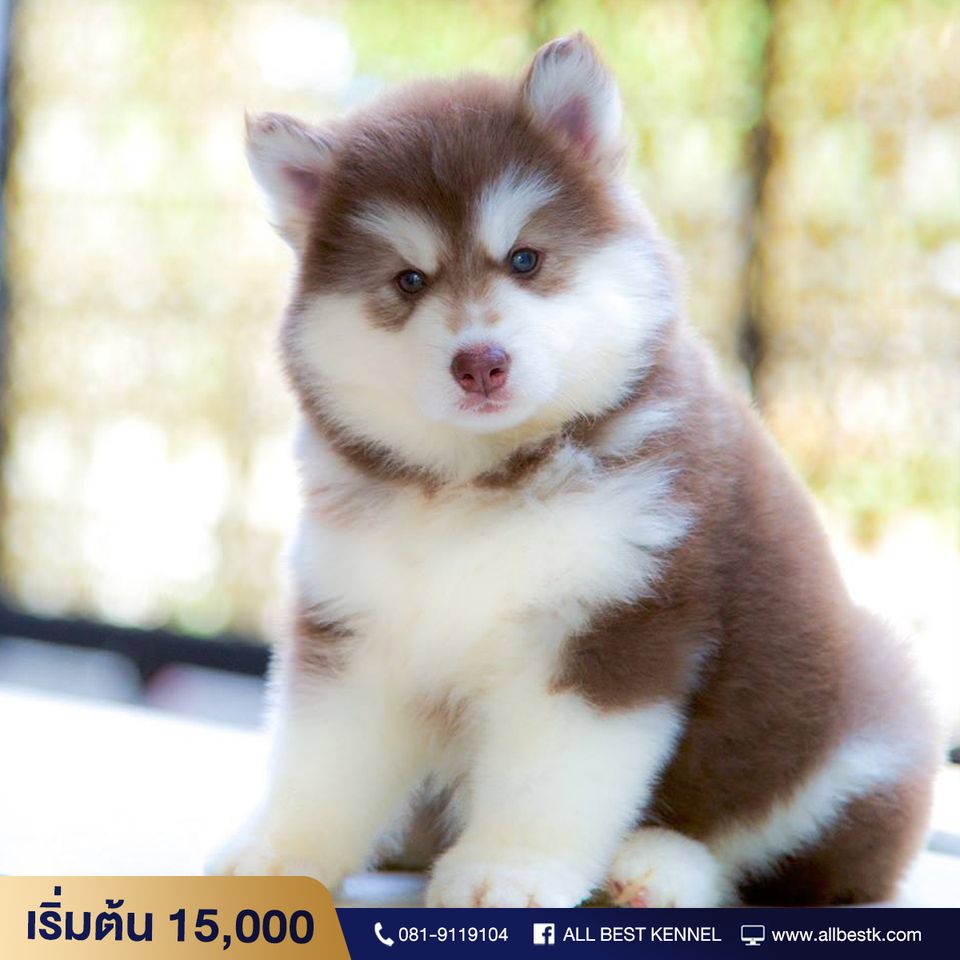 ไซบีเรียน All Best Kennel