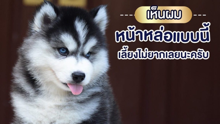 ไซบีเรียนเลี้ยงยากไหม ?